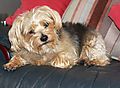 photo thumbnail Cornie - Norfolk Terrier