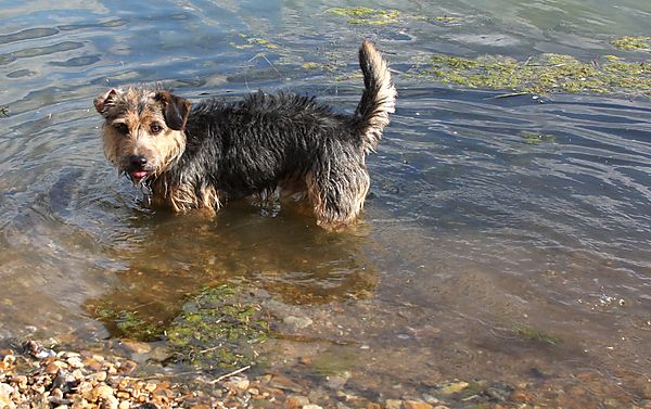 Jack Russell Punch who loves swimming