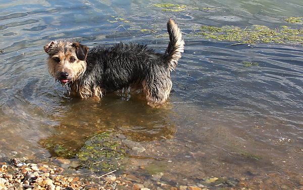 Jack Russell Punch who loves swimming