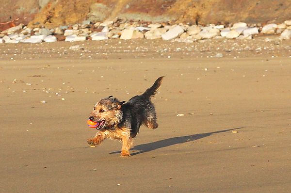 Happiest when playing ball