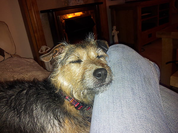 I need to sleep after all that ball chasing