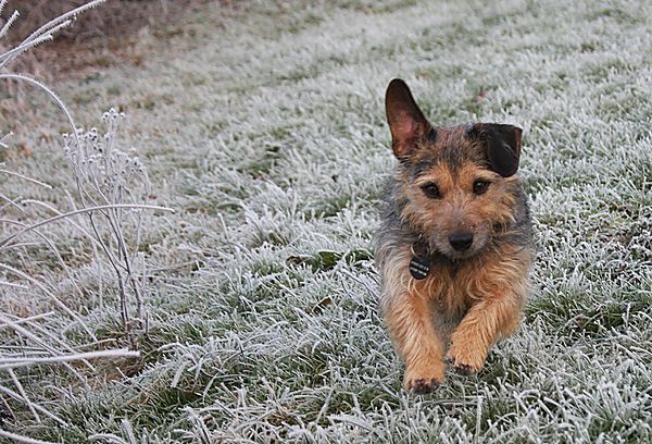 Punch enjoying winter walks