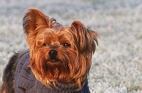 Lilly - Yorkshire Terrier