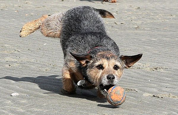 Punch determined to get the ball