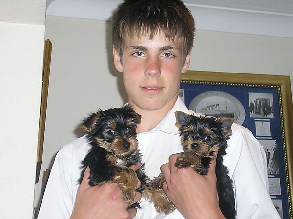 Yorkshire Terrier Puppies Morgan and Lilly