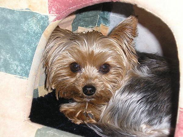 Yorkie Josephine
