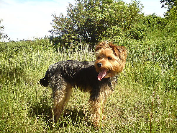 Morgan the Yorkshire Terrier