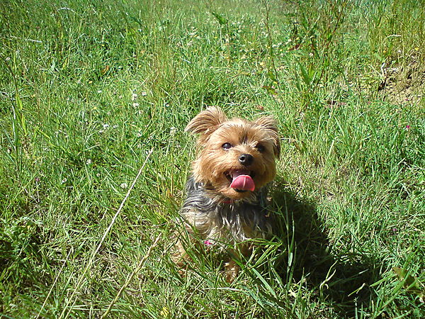 Yorkshire Terrier, Lilly