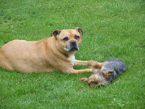 Soaffie and Yorkie, Wyatt and Lilly