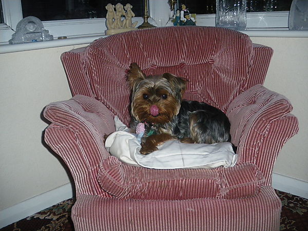Lilly the Yorkshire Terrier