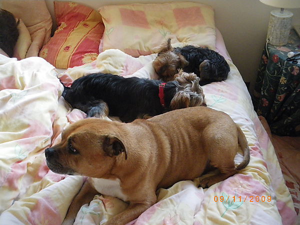 Wyatt (staffie) Morgan and Lilly (Yorkies)