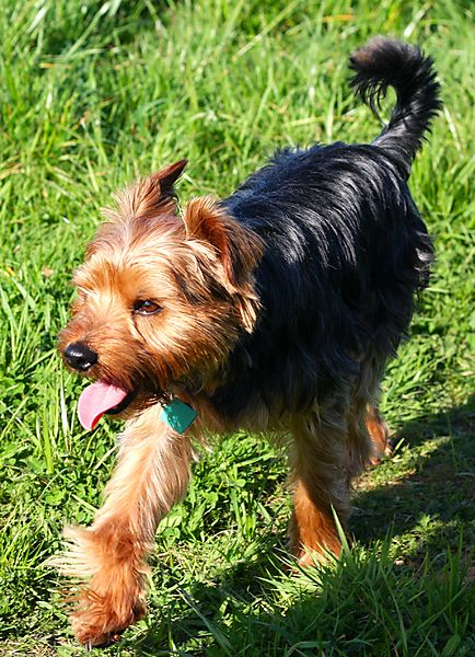 Morgan the yorkie