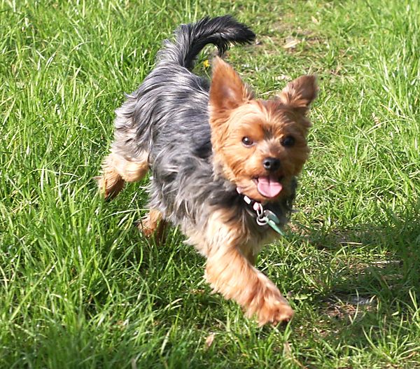 Lilly - Yorkshire Terrier