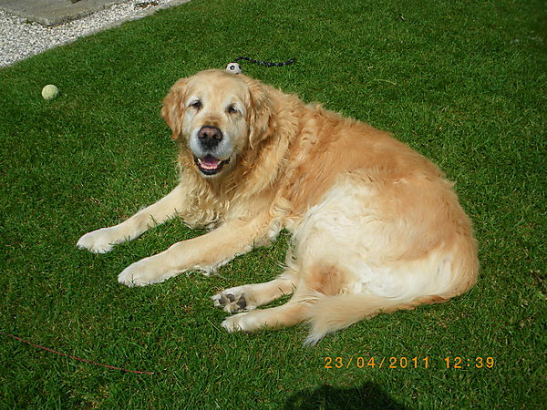 Dook the Golden Retriever