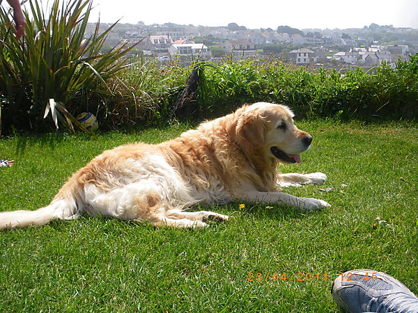 Dook, Golden Retriever