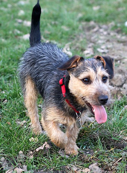 Walkies with Punch the Jack Russell