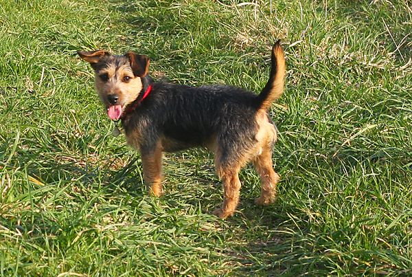 Jack Russell Terrier Punch