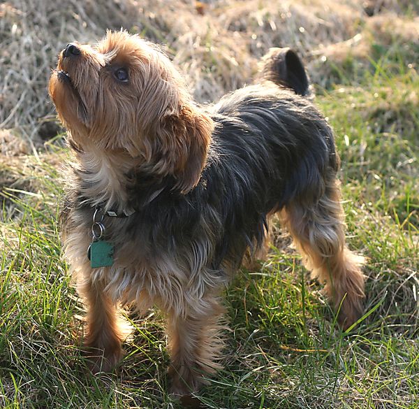 Yorkshire Terrier