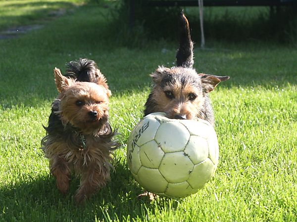 A game of football