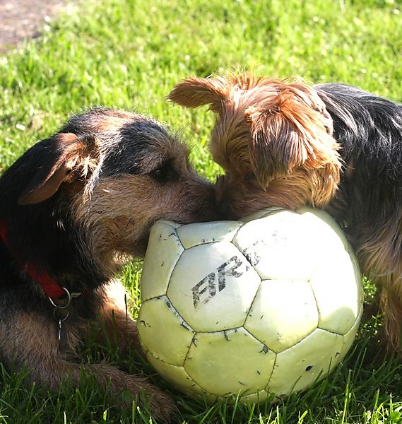 Football for Dogs