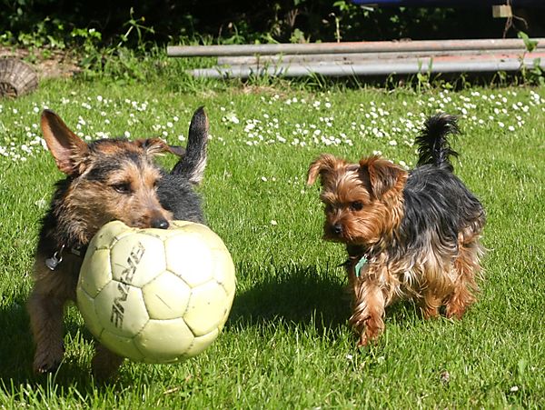 Lilly and Punch - Jack Russell and Yorkshire Terrier