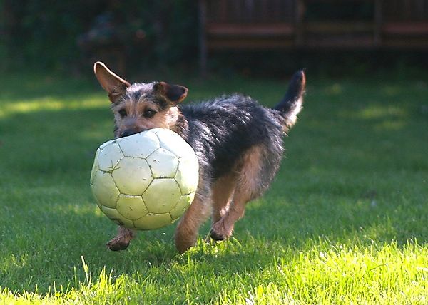 Jack Russell and a game of football