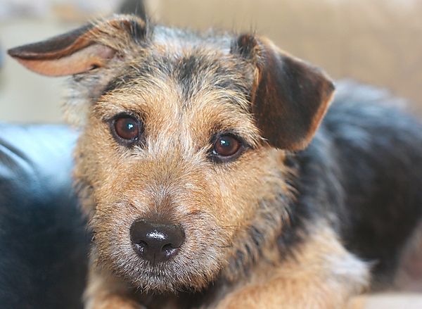 Portrait of Punch the Jack Russell