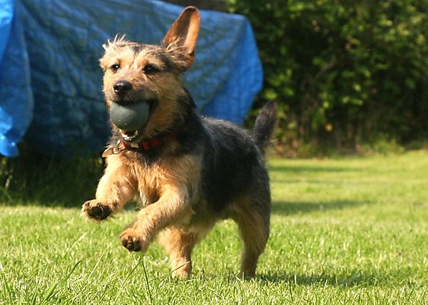 A Dogs game of fetch