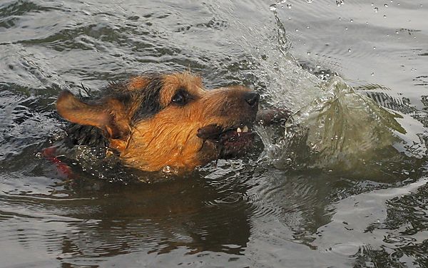 Jack Russell Swimming