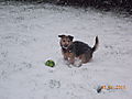photo thumbnail Punch enjoying the snow