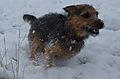 photo thumbnail Jack Russell Puch