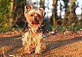 photo thumbnail Lilly the lovely Yorkie