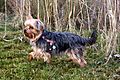 photo thumbnail Yorkie Lily duck hunting