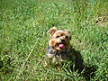 photo thumbnail Yorkshire Terrier, Lilly