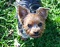 Beautiful Sweet Lilly the Yorkie
