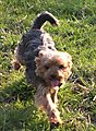photo thumbnail Little Lilly - Yorkshire Terrier