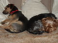 photo thumbnail Sleeping Dogs