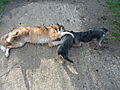 photo thumbnail Dogs kissing