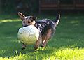 photo thumbnail Jack Russell and a game of football