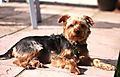 photo thumbnail Morgan the Yorkie chilling in the sun