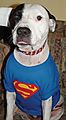 Mixed Breed Chino - Super dog