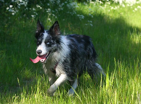 Collie out on walks