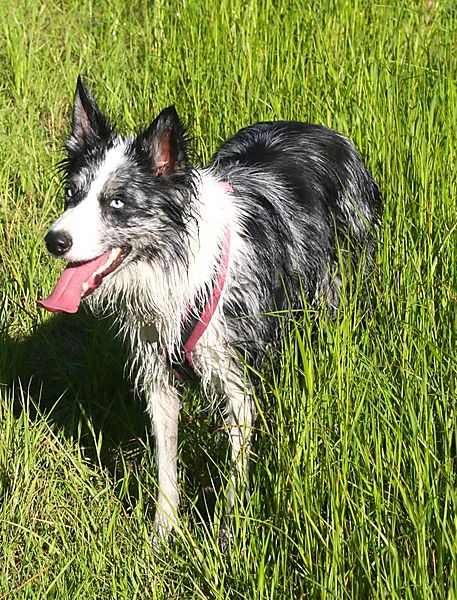 Border Collie Kassie