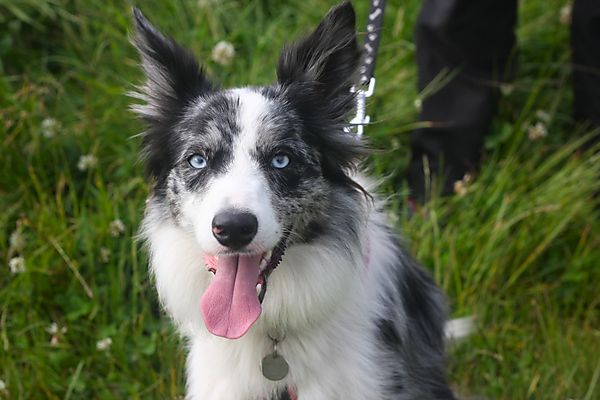 Portrait of Kassie the Collie