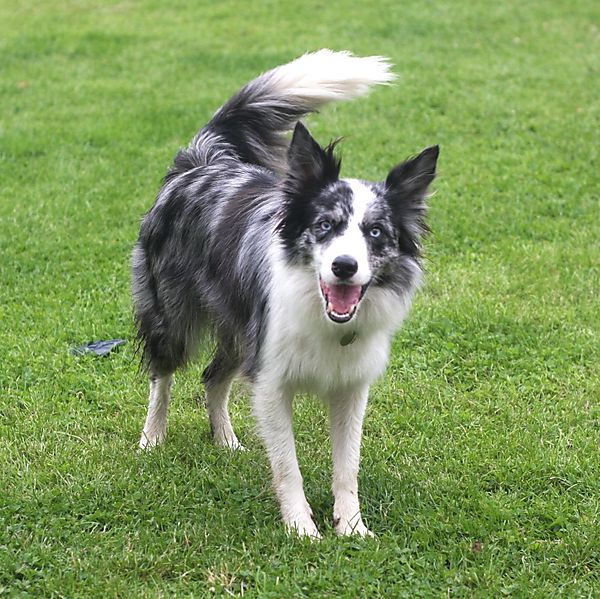 Kassie the Merle collie