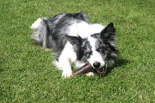 Collie Kassie chewing on a stick