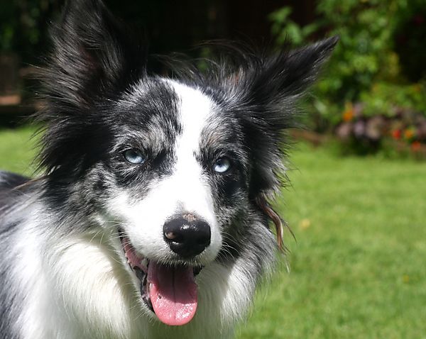 Kassie the collie