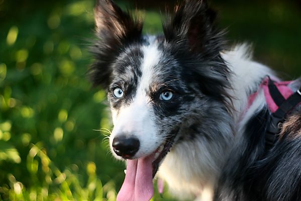 Portrait of Kassie the Border Collie