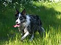 photo thumbnail Collie out on walks