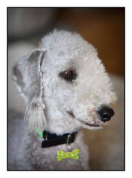 Mabel Bedlington Terrier